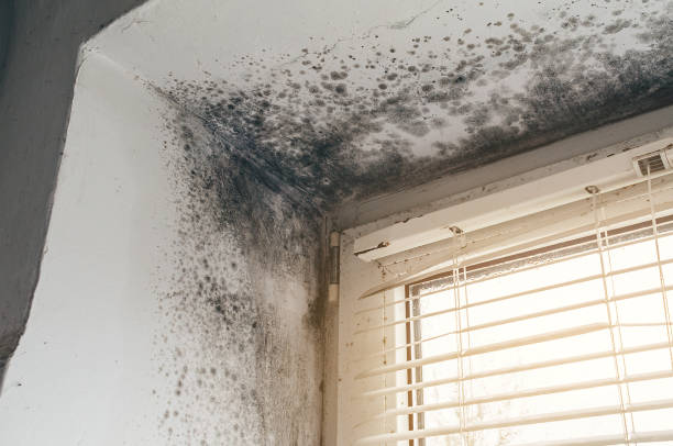 Affordable Mold Inspection And Testing solutions in Fort George G Meade, MD